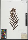 Foto von Salix purpurea L. x Salix viminalis L.